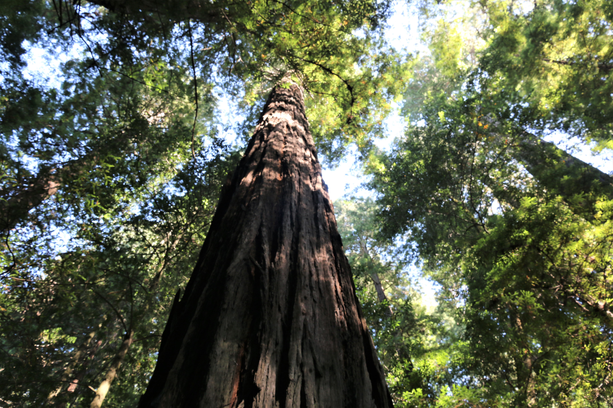 Redwoods