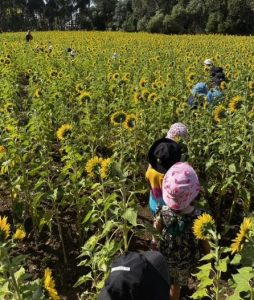 Excursion to sunflower farm Feb