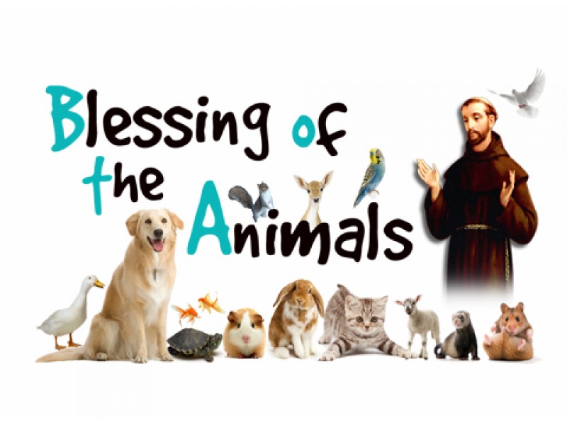 animals animals